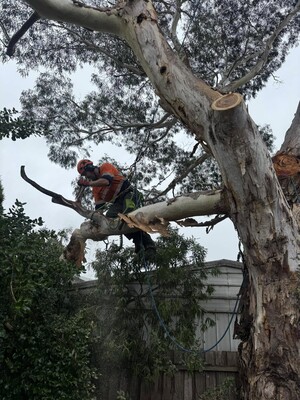 Milone's Tree Solutions Pic 5