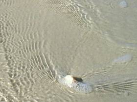 Astonesthrow Pic 1 - Astonesthrow Island Beach Kangaroo Island South Australia