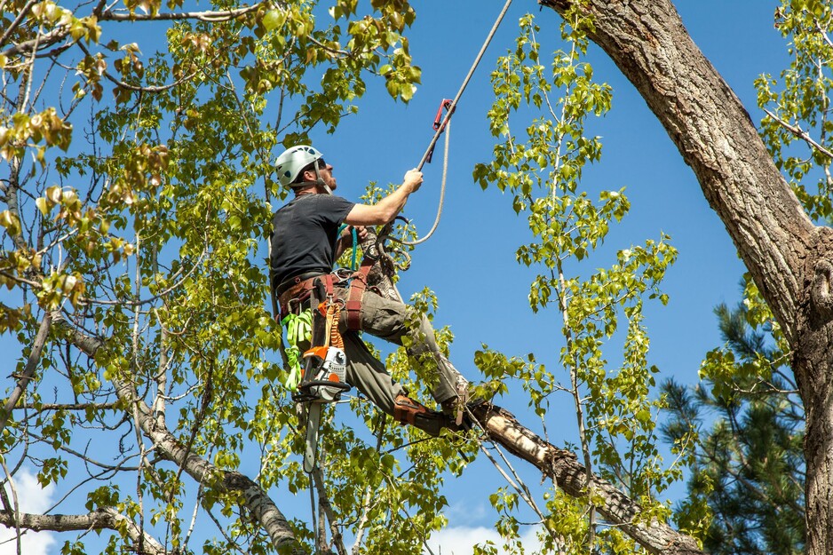 Pro Cut Tree Removal Services Pic 1