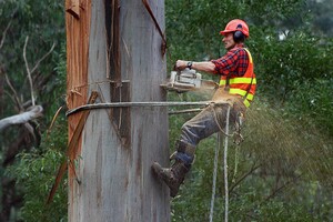 Pro Cut Tree Removal Services Pic 2