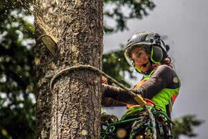 Pro Cut Tree Removal Services Pic 3