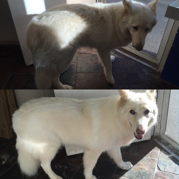 Posh Dogs Pic 1 - Bath and brush out