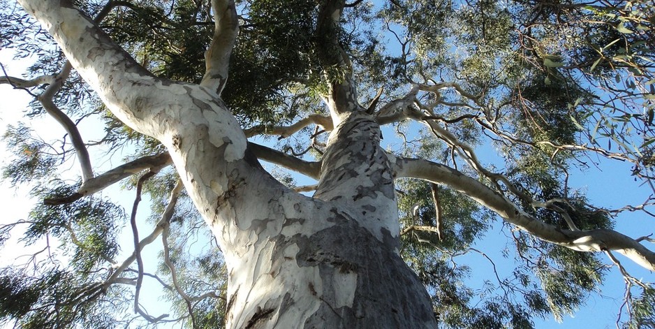 Melbourne Arborist Reports Pic 1