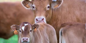 StockAir Global Livestock Transport Pic 2 - Australia cattle transportation