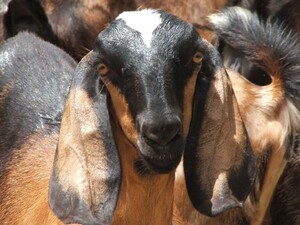 StockAir Global Livestock Transport Pic 3 - Australia Sheep transportation