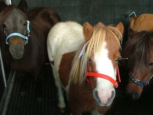 StockAir Global Livestock Transport Pic 4 - Australia horses transportation