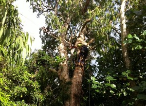 Advanced Tree Care Mackay Pty Ltd Pic 5 - Very experienced Tree Climber