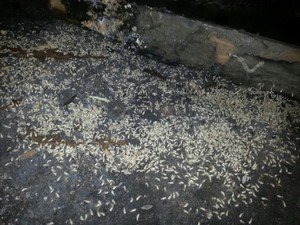 Somerset Pest Control Pic 4 - Bait affected Termites