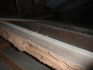 Somerset Pest Control Pic 5 - Termite damage to a roof void framing timber of a home