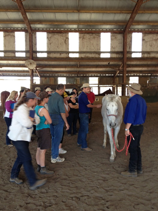 Equus Muscle Management Pic 1