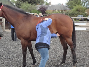 Equus Muscle Management Pic 4