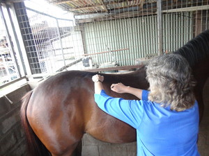 Equus Muscle Management Pic 3 - Treatments for all disciplines