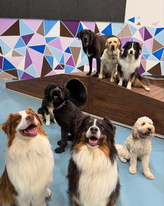 Kip Blackburn Dog Daycare Pic 1