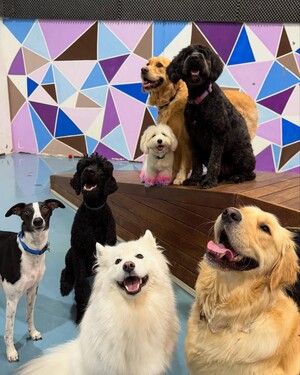 Kip Blackburn Dog Daycare Pic 3