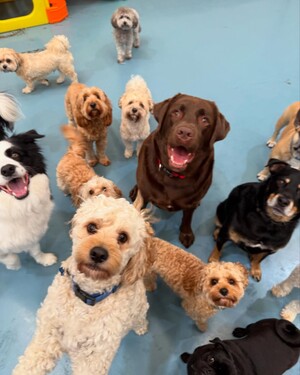 Kip Blackburn Dog Daycare Pic 4