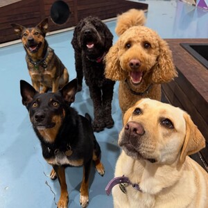 Kip Blackburn Dog Daycare Pic 5