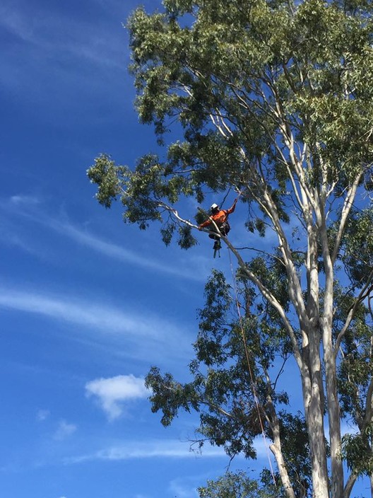 Smith Tree Solutions Pic 1 - J Smith Tree Climbing