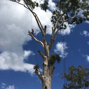 Smith Tree Solutions Pic 2 - J Smith Tree climbing 2