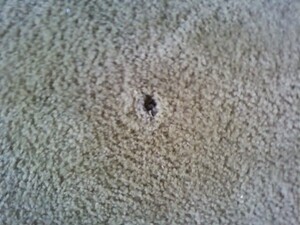 Carpet Repair Sheidow Park Pic 4