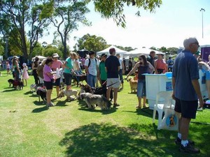 Action Tammy's Mobile Dog Wash Pic 4 - best dog wash perth