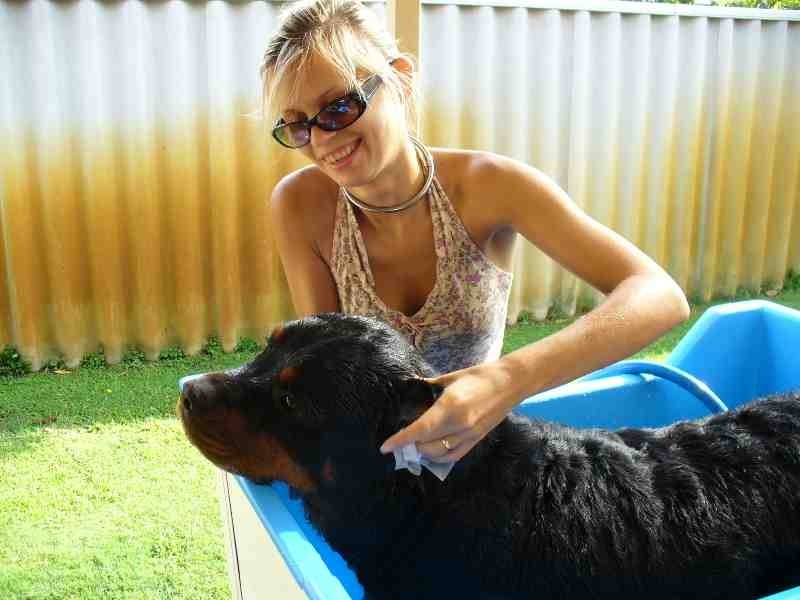 Action Tammy's Mobile Dog Wash Pic 1 - mobile dog wash perth