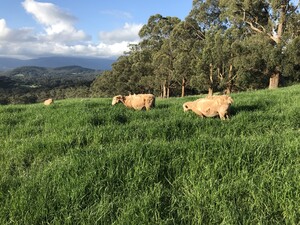 Yarra Valley Agriculture Pic 5 - NLIS Registered WiltshireDorper breeds Come vaccinated tagged great for companionsmeat self shedding no shearing required