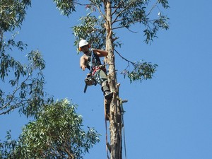 Strudwick's Tree Lopping Pic 2