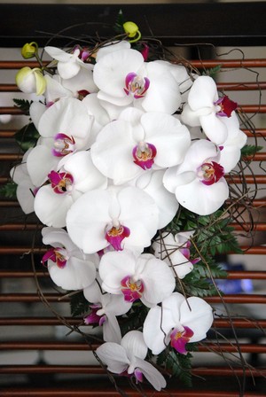 Flowers n Lace Pic 2 - Phaleanopsis Orchids