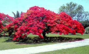 Brisbane Tree Experts Pic 2