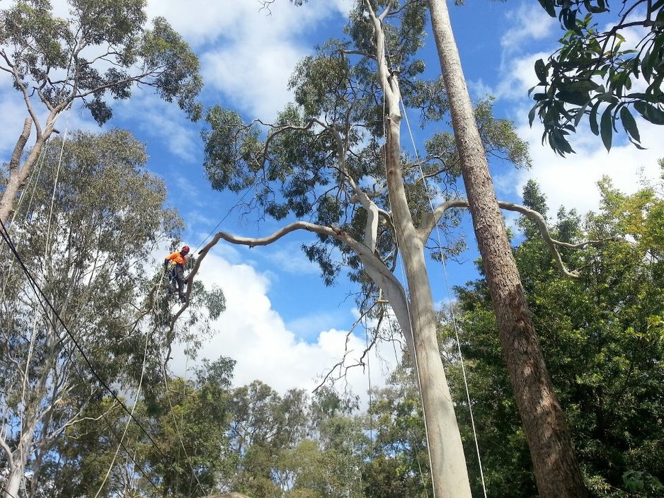 Brisbane Tree Experts Pic 1