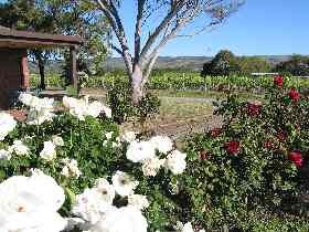 Linger Longer Vineyard Pic 1 - Linger Longer Vienyard Whites Valley Fleurieu Peninsula South Australia