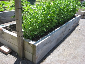 Whiteheads Timber Sales Portland Pty Ltd Pic 4 - Eco Wood treated pine raised garden bed