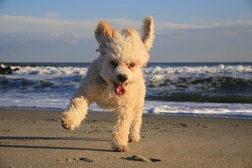 Coastal Dogs Grooming Salon Pic 1