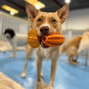 Kip West Hindmarsh Dog Daycare Pic 3