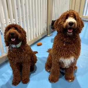 Kip West Hindmarsh Dog Daycare Pic 4