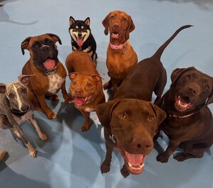 Kip West Hindmarsh Dog Daycare Pic 5