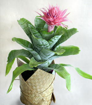 Moss Flowers and Gifts Pic 2 - bromeliad