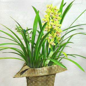 Moss Flowers and Gifts Pic 4 - cymbidium orchid