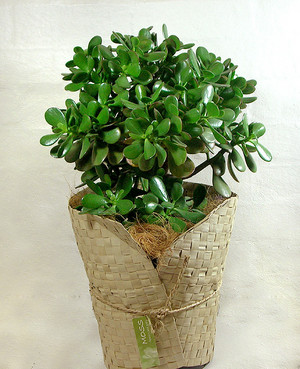 Moss Flowers and Gifts Pic 3 - jade plant