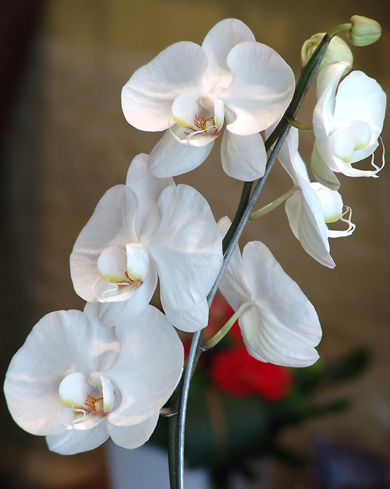 Moss Flowers and Gifts Pic 1 - phalaenopsis orchid