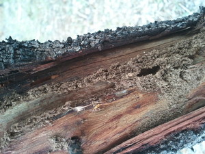 Homemasters Building & Pest Inspections Pic 3 - Termite damage sighted on Pre Purchase Pest Inspection Dont buy Termites