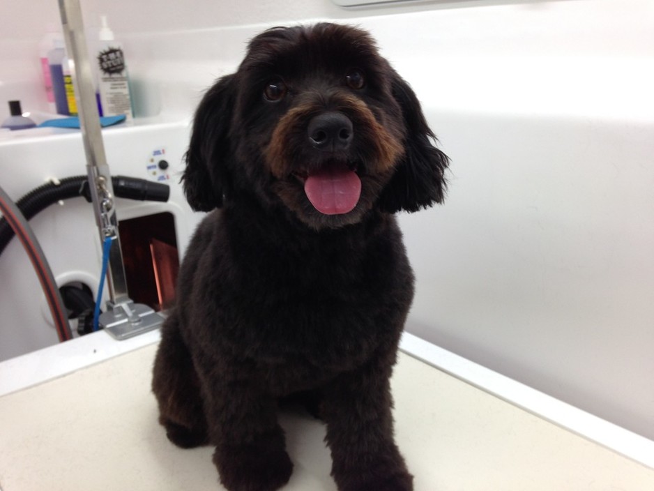 Shaggy to Chic Dog Grooming Pic 2 - AFTER