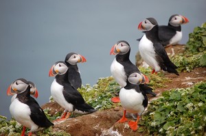 Destination Management Pic 4 - We have a Bird Watching and Nature Tour of Iceland in May