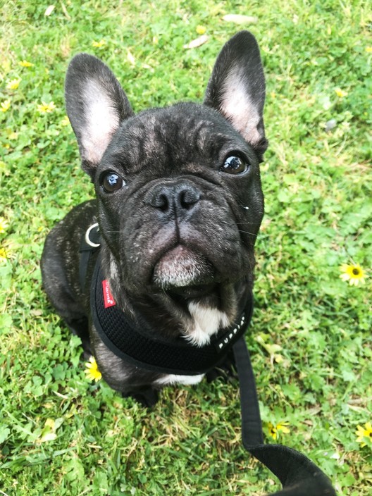 The Critter Carer Pic 1 - Horace the French Bulldog out for a walk with The Critter Carer