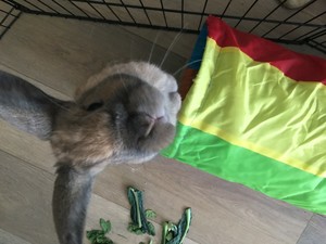 The Critter Carer Pic 2 - Wally the wabbit during a house visit while his owner was away