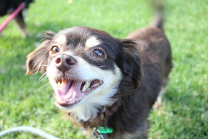 The Critter Carer Pic 3 - Bianca enjoying the sunshine on a walk