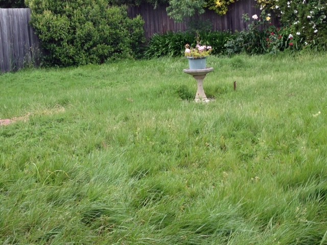 Pronto Lawnmowing & Gardening Pic 1 - Rear Yard at 1072 in need of a Tidy