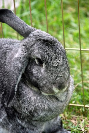 Pet Buddy Pic 3 - Beautiful bunny enjoying their individual large grassy run