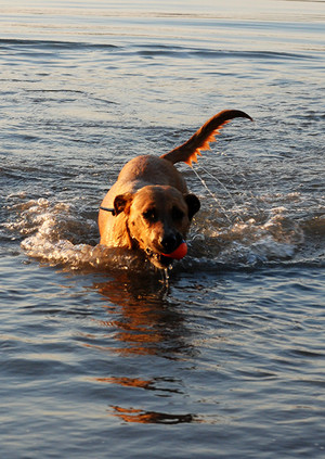 Pet Buddy Pic 5 - Fun playtime in the playyard for dog day care