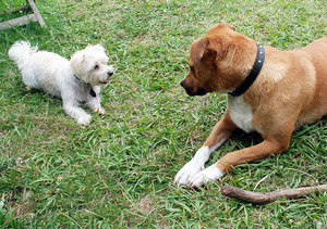 Pet Buddy Pic 4 - Fun playtime in the backyard for dog day care and dog minding clients